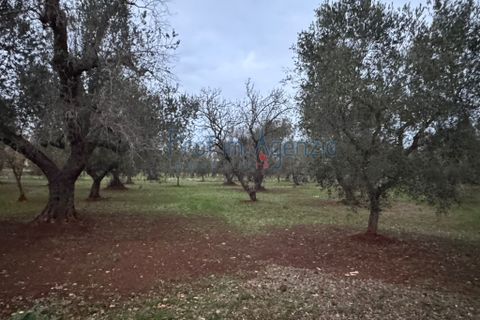 Farm hus i Ostuni, Brindisi, Ostuni - € 79.000 | Ref: 172815 - foto 12